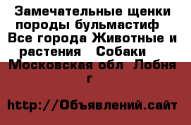 Замечательные щенки породы бульмастиф - Все города Животные и растения » Собаки   . Московская обл.,Лобня г.